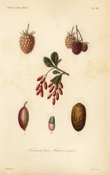 Fruits, nuts and berries