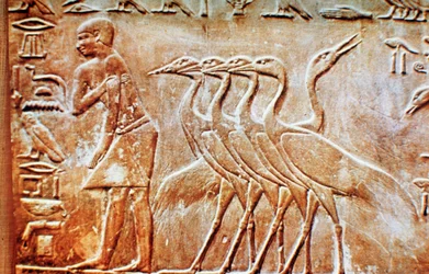 Geese, wall relief from the Tomb of Ptahhotep, Saqqara, Egypt