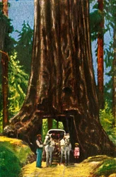 Giant Redwood in California