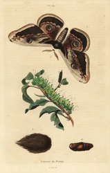 Giant peacock moth or giant emperor moth, Saturnia pyri, with caterpillar and pupa