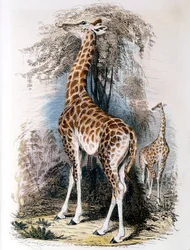 Giraffe Browsing on a Tree
