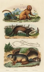 Golden lion tamarin, Leontopithecus rosalia, endangered, alpine marmot, Marmota marmota and den, and ferret or polecat, Mustela putorius