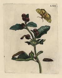 Greater burdock with moth, caterpillar and pupa