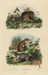 Greater white-toothed shrew, Crocidura russula, grey musk shrew, Suncus murinus and dusky musk deer, Moschus fuscus, endangered