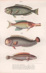 Green Parrotfish. Indian Longmouth, Rasirnesser, Wrasse, c.1850s