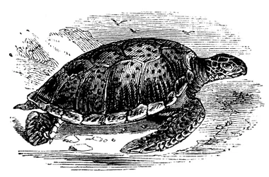 Green Turtle Chelone mydas, c1890