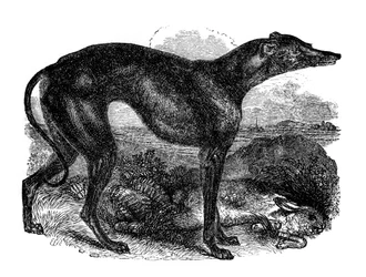 Greyhound, 1848