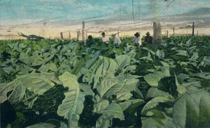 Growing Tobacco, Cuba