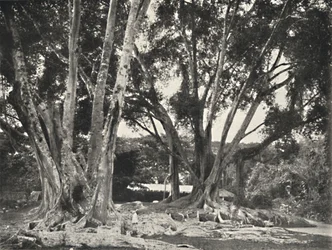 Rubber Tree (Ficus elastica)