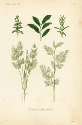 Herbs