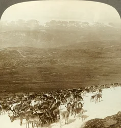 Herd of Reindeer of the Northern Wilds, and Snowy Heights of Hardanger Glacier, Norway
