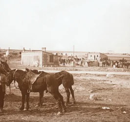 Horses, Somme-Tourbe, Northern France, c1914-c1918