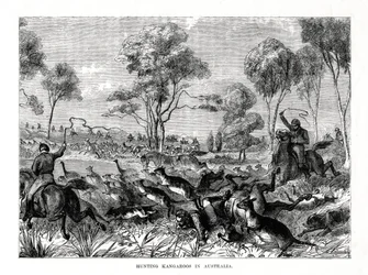 Hunting Kangaroos, Australia, 1877