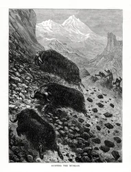 Hunting the Musk-Ox