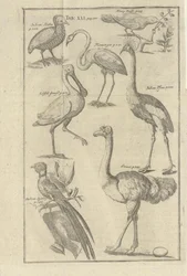 Illustration from the Book Description of the Cape of Good Hope and Its Inhabitants by Kolb, Peter and Published by Peter Conrad Monath (de, 1745)