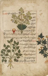Illustrated Double Folio Depicting Thistles and Other Medicinal Plants