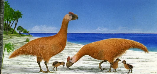 Illustration/Sylviornis neocaledoniae