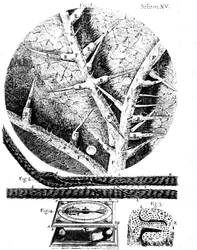 Illustrations from English microscopist Robert Hooke