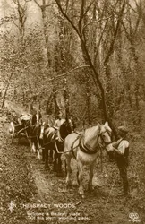 In the Shady Woods
