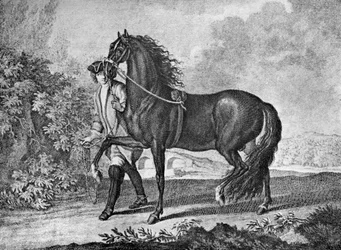 Italian Neapolitan Horse