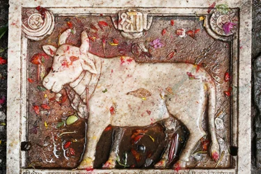 Kamdhenu sacred cow, Shesh Narayana, Nepal