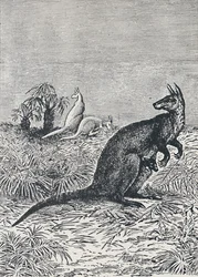 Kangaroo