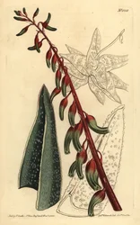Keeled gasteria