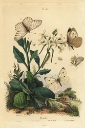 Large white, Pieris brassicae, small white, Pieris rapae, green-veined white, Pieris napi, and black-veined white, Aporia crataegi. Pierid butterflies