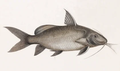 The Pimelode Scheilan (close up)