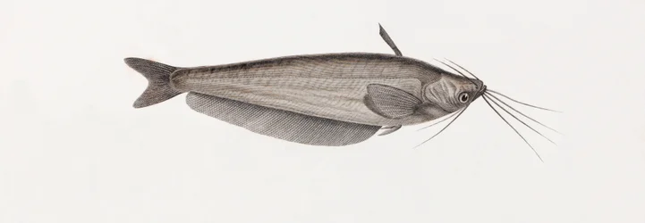 The Silure Oudnei, Close-Up