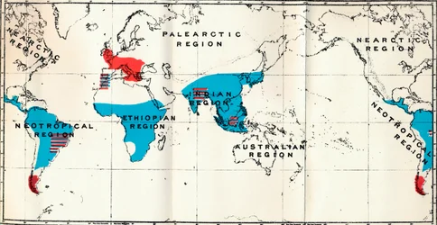 Lemuroidea - IV. Map, Showing distribution of Living Blue and Fossil Red Anthropoidea