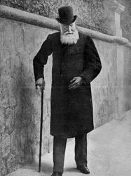 Leopold II, King of the Belgians, 1909