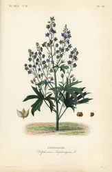 Lice-bane or stavesacre