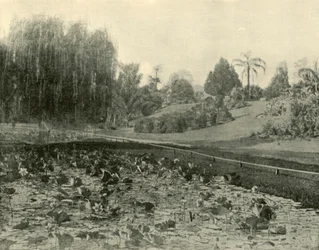 Lily Pond, Brisbane Botanical Gardens