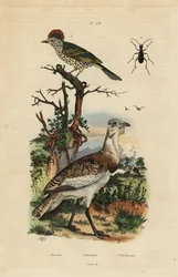 Little brown bustard, Eupodotis humilis, and sharpbill, Oxyruncus cristatus