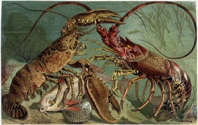 Lobster and lobster confronting each other - in 