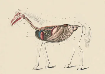 Longitudinal Section of the Horse, c1879