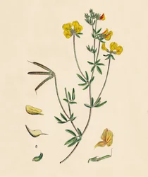 Lotus tenius. Slender Birds-foot Trefoil