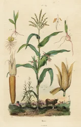 Maize or Sweetcorn