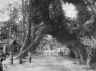 Picturesque Old Fig Tree Ficus indica on the Colombo-Galle Road near Kalutara
