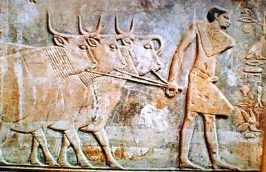 Man leading cattle, wall relief from the Tomb of Ptahhotep, Saqqara, Egypt, 24th century BC