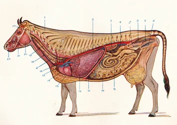 Median section of a cow, showing organs of circulation and respiration, etc., c.1905-1910