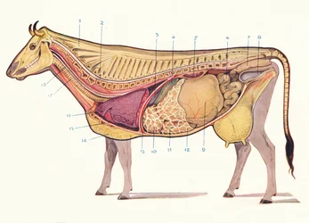 Median section of a cow, showing principal organs of digestion, etc., c. 1905 c. 1910