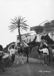 Men with camels, Las Palmas, Gran Canaria, Canary Islands, Spain