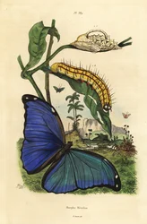 Menelaus blue morpho butterfly, Morpho menelaus, caterpillar and pupa
