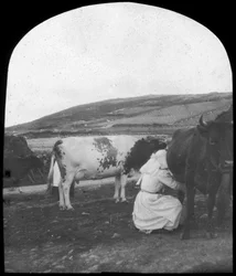 Milking
