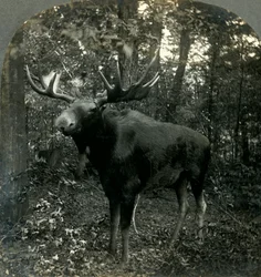 Monarch of All I Survey, 1899