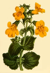 Monkey-Flower
