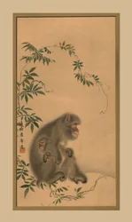 Monkey