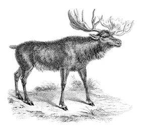 Moose Deer